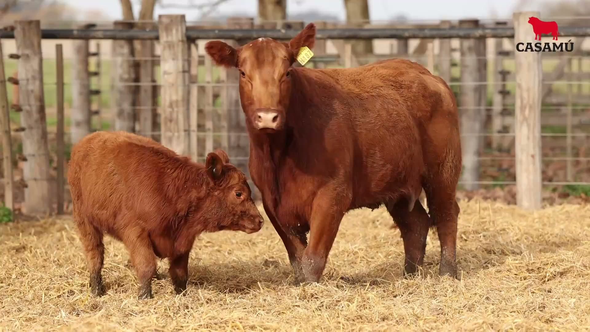 Vaca RP H187 · Lote 71