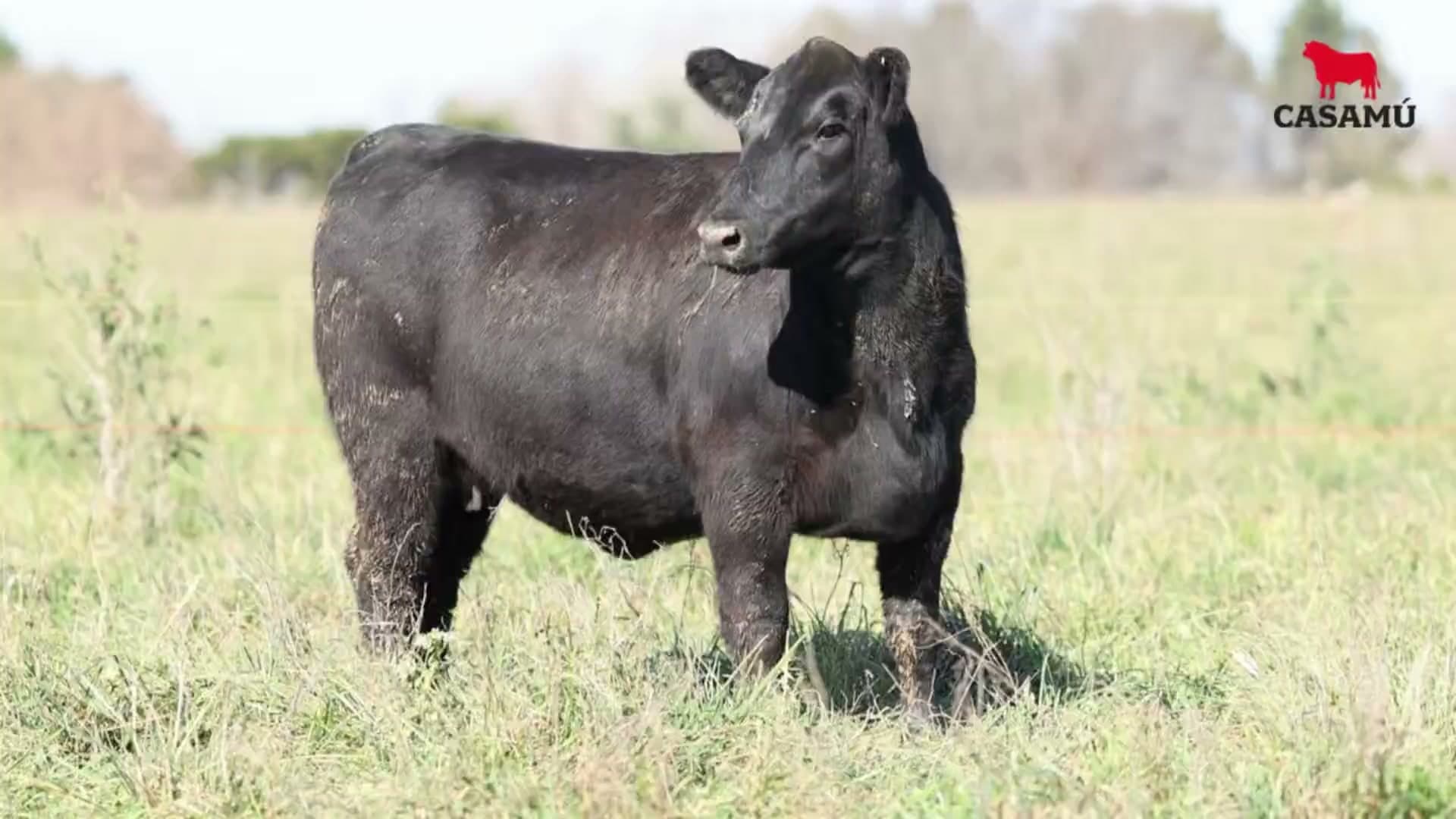 Vaquillona RP 5325 · Lote 56