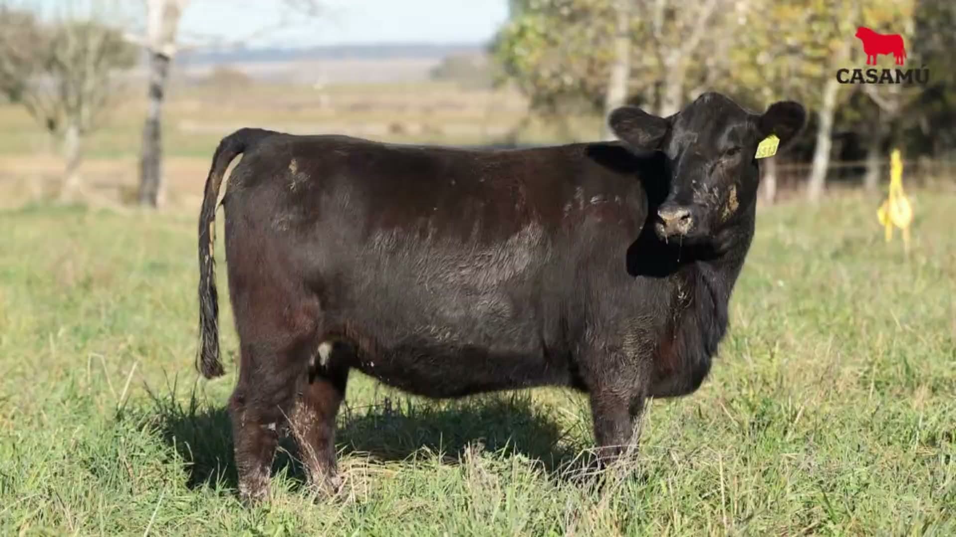 Vaquillona RP 5513 · Lote 61