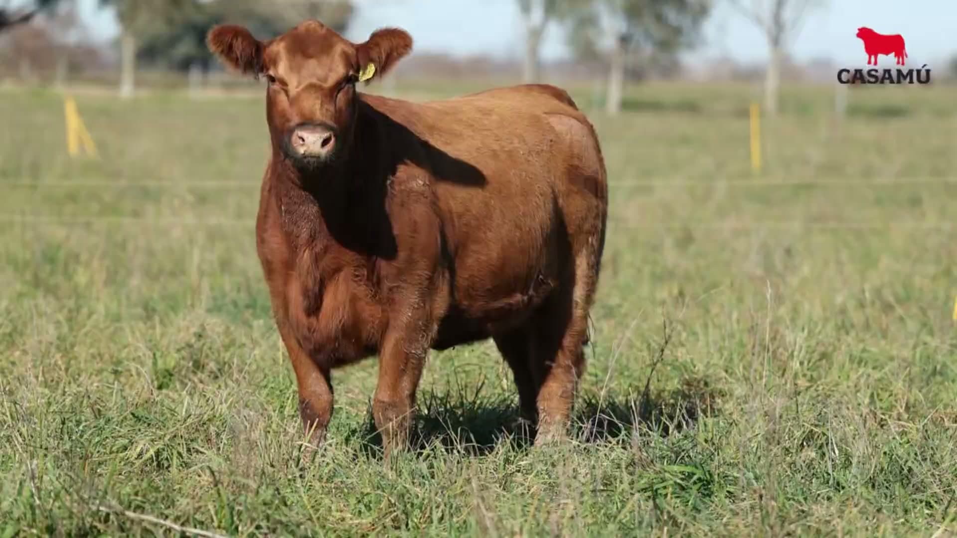 Vaquillona RP 5207 · Lote 58
