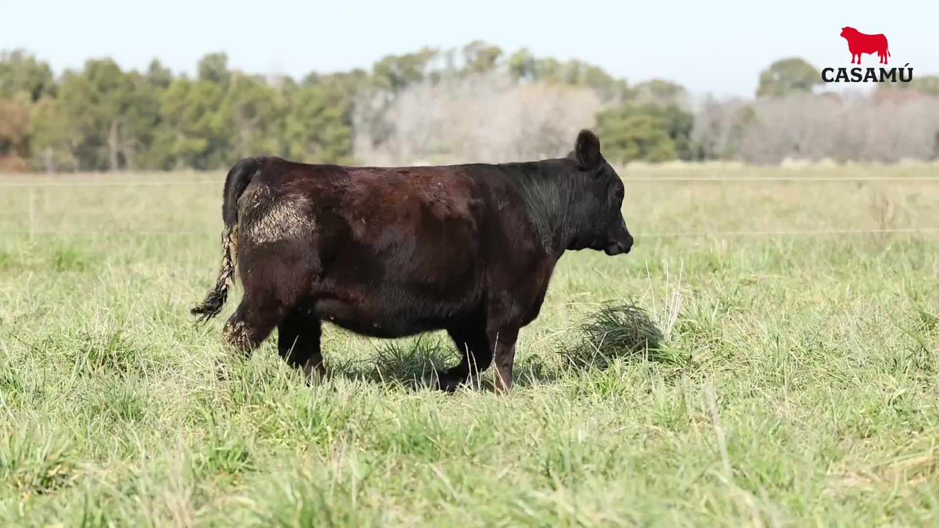 Ternera RP J5525 · Lote 46