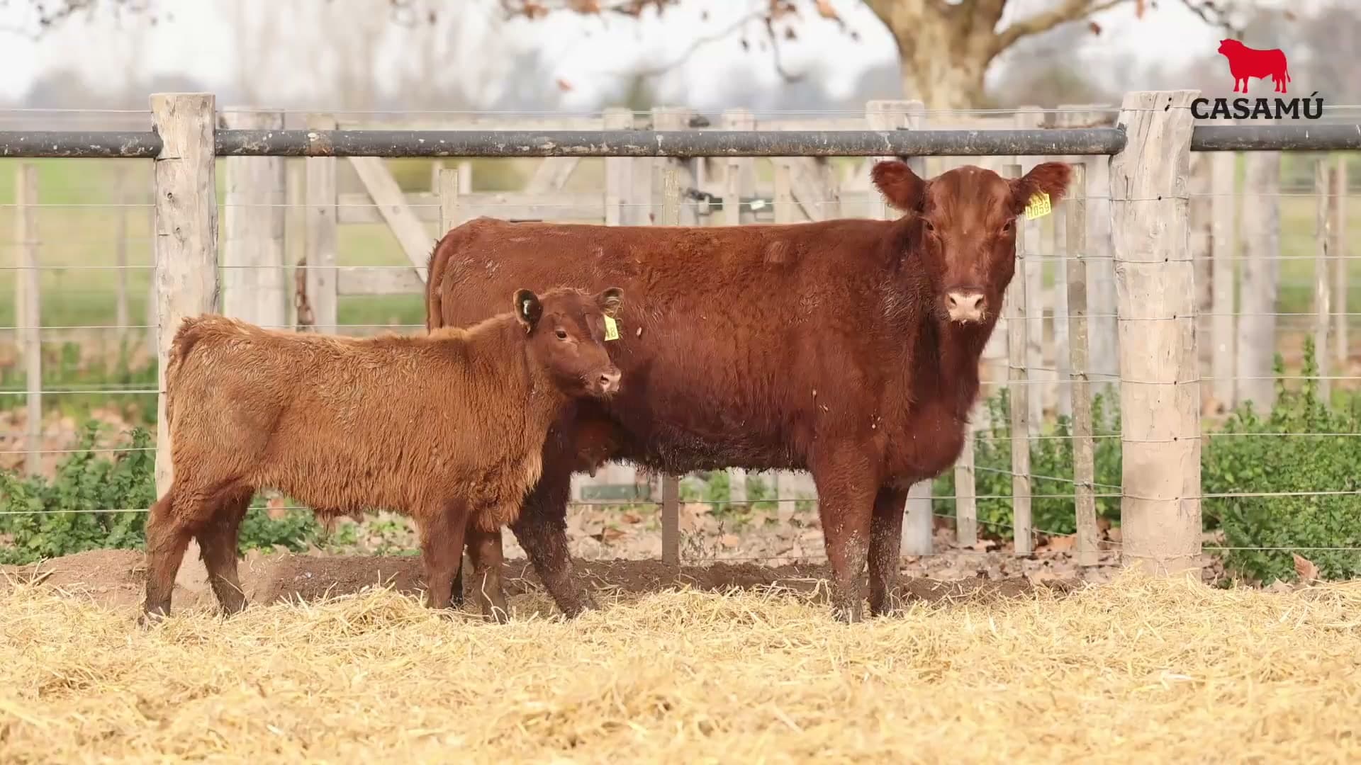 Vaca RP H059 · Lote 67