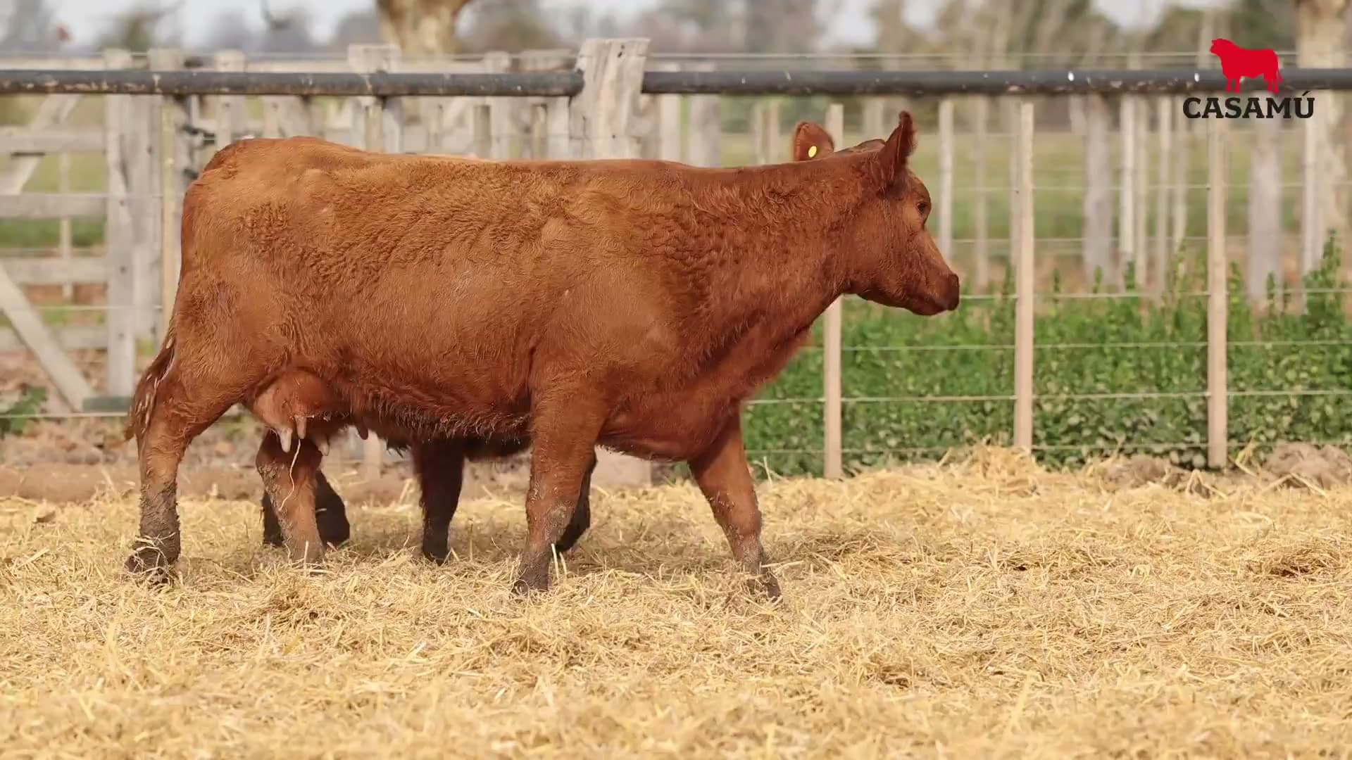 Vaca RP G641 · Lote 72