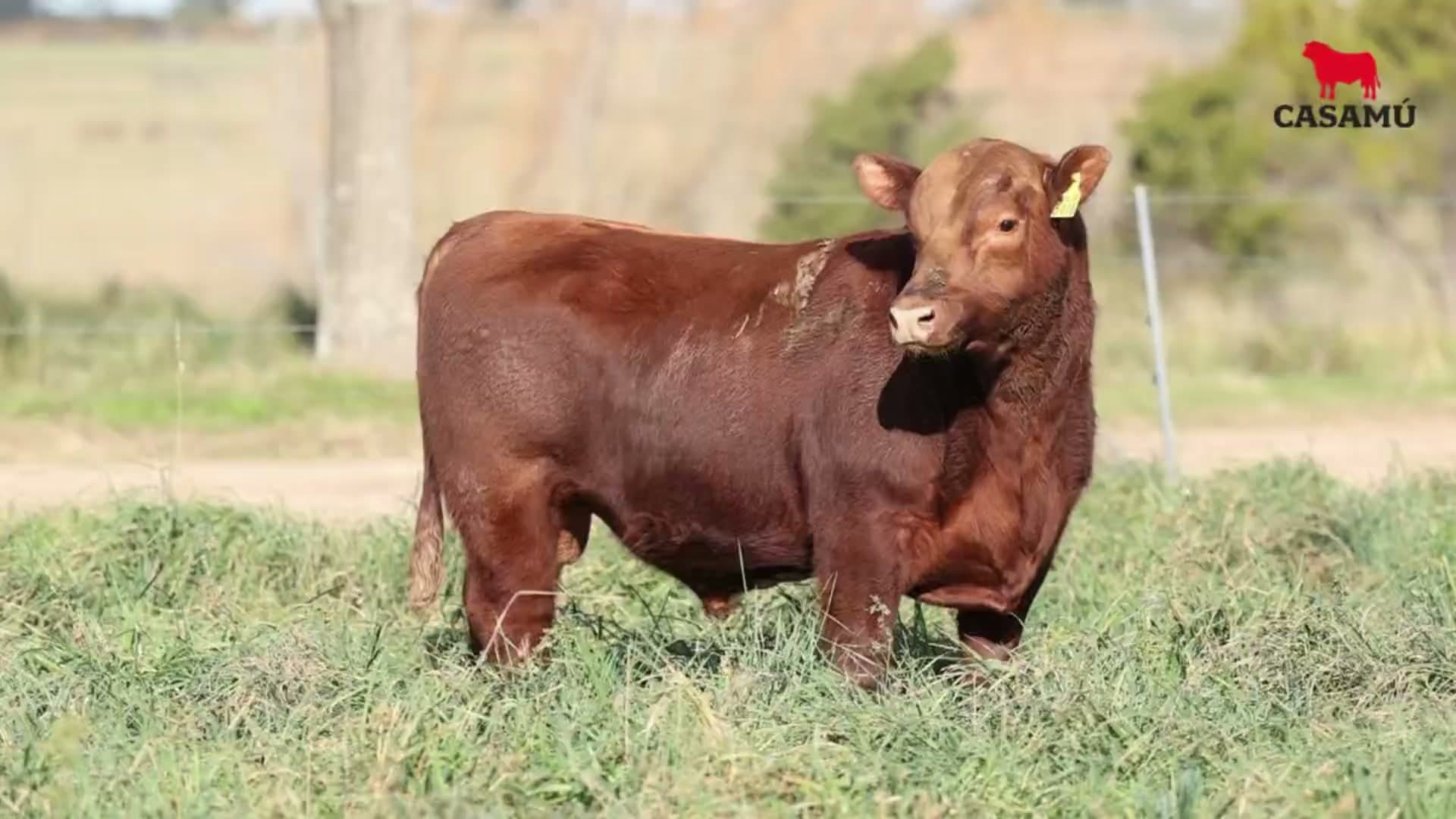 Toro RP 5416 · Lote 34
