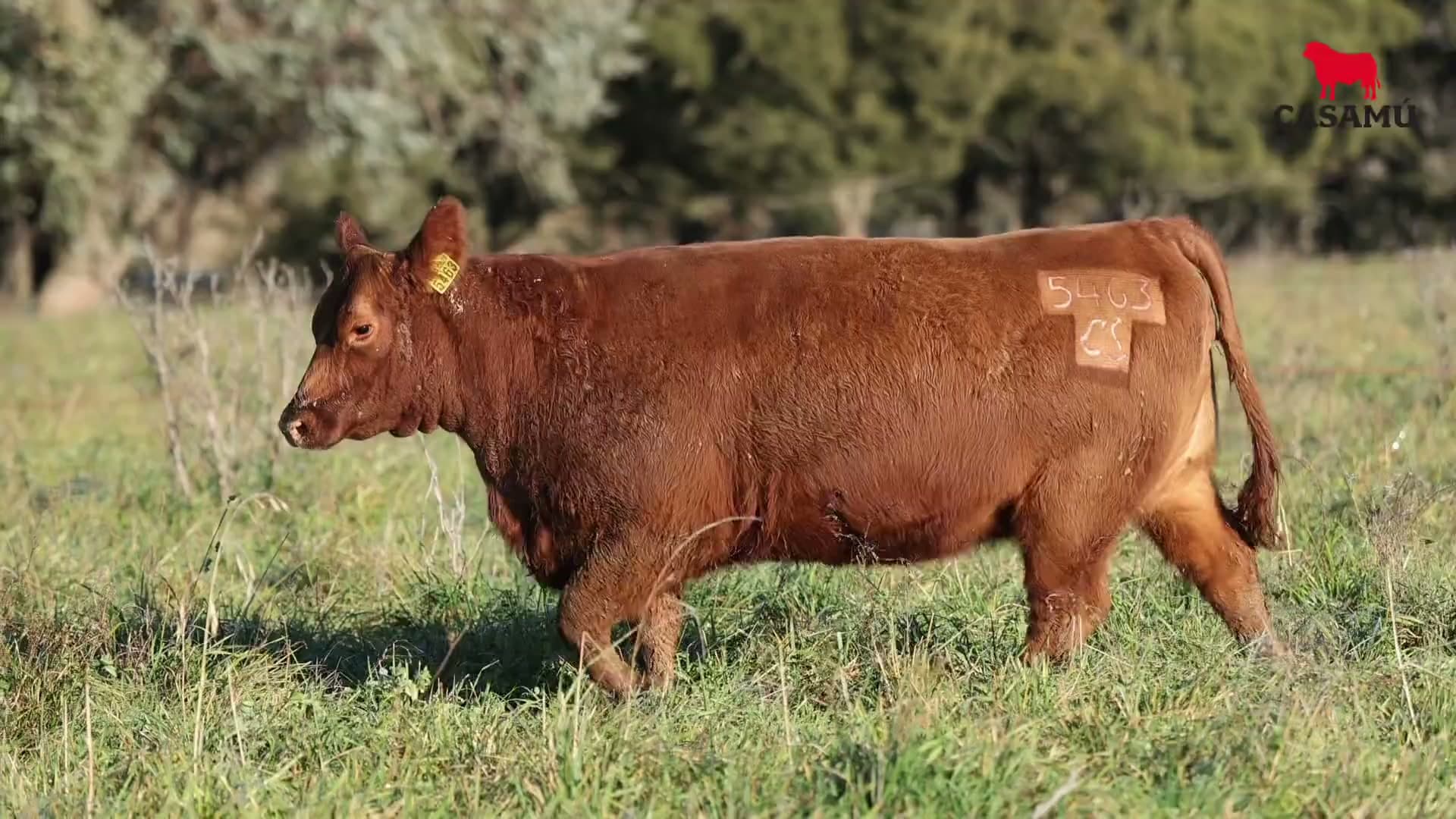 Vaquillona RP 5463 · Lote 53