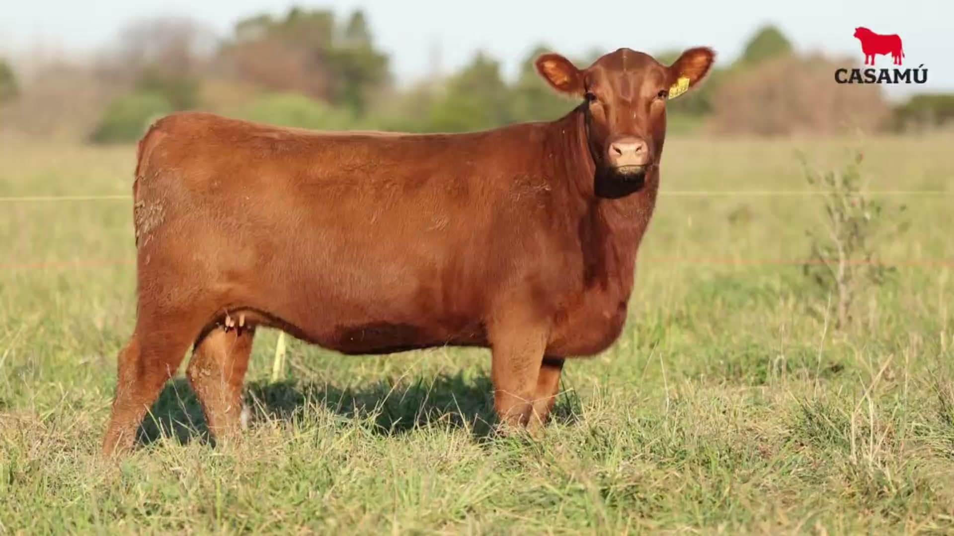 Vaquillona RP 5439 · Lote 53