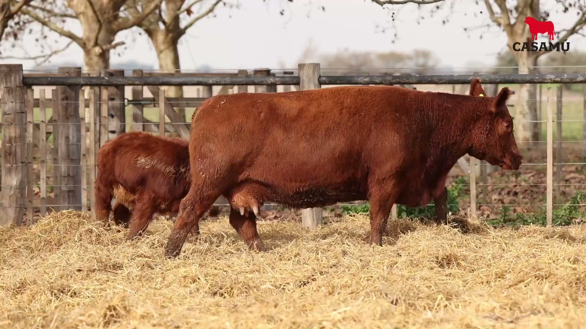 Vaca RP D633 · Lote 66