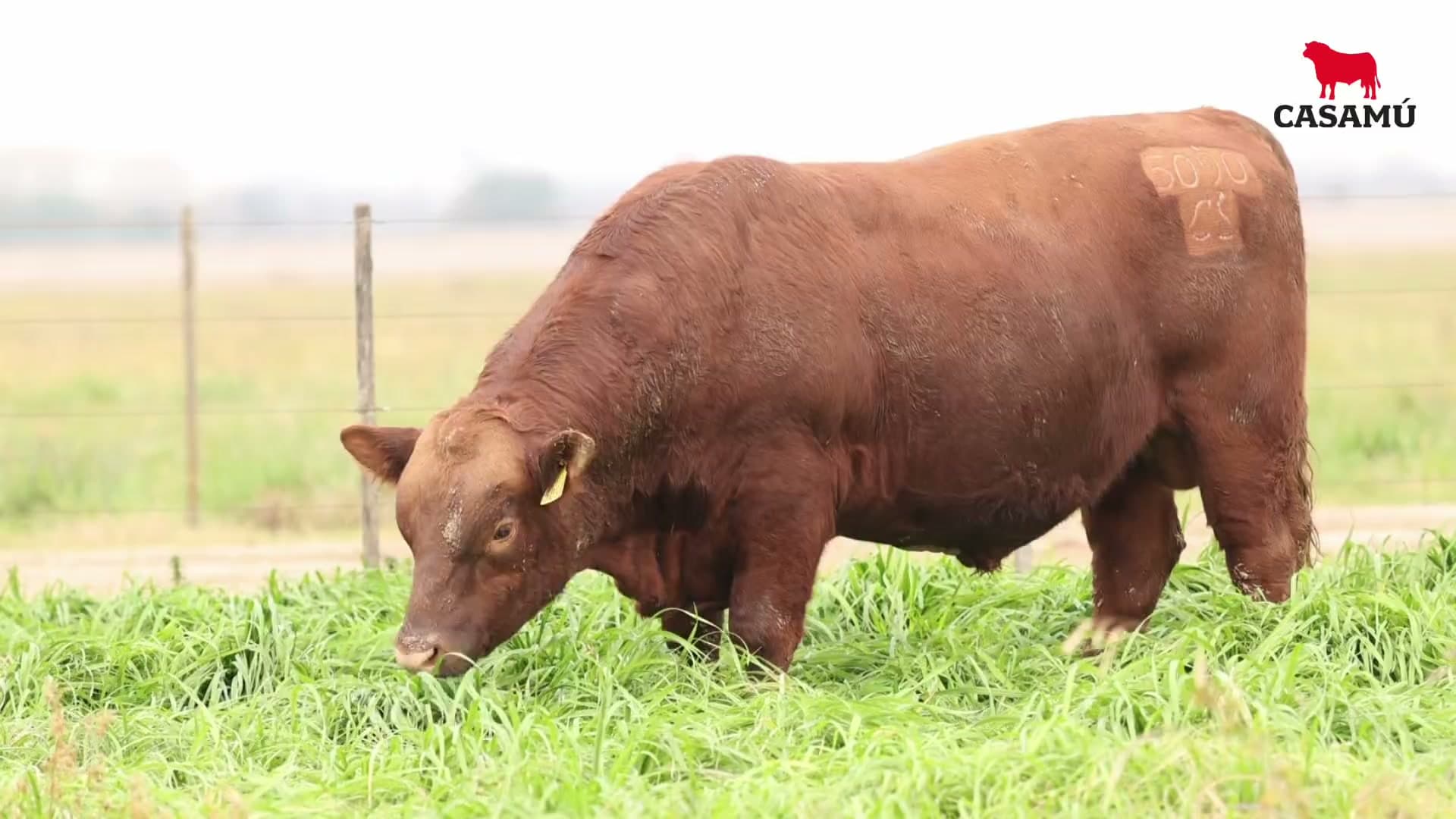 Toro RP 5090 · Lote 17