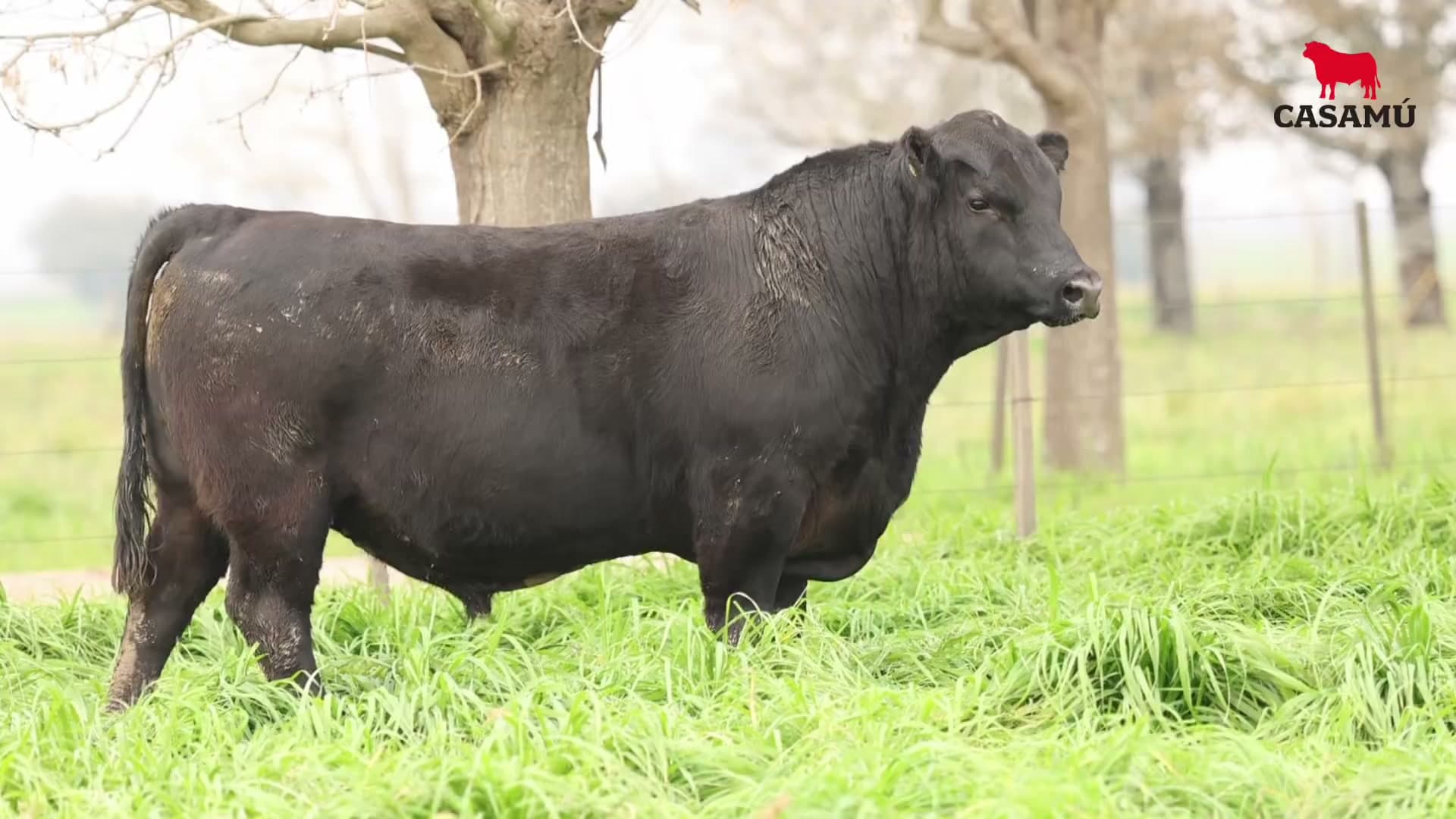 Toro RP 5048 · Lote 14
