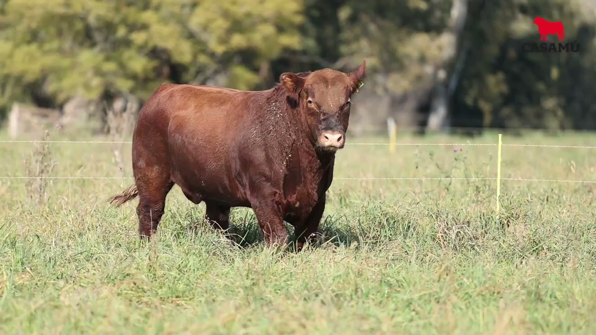 Toro RP 5188 · Lote 38