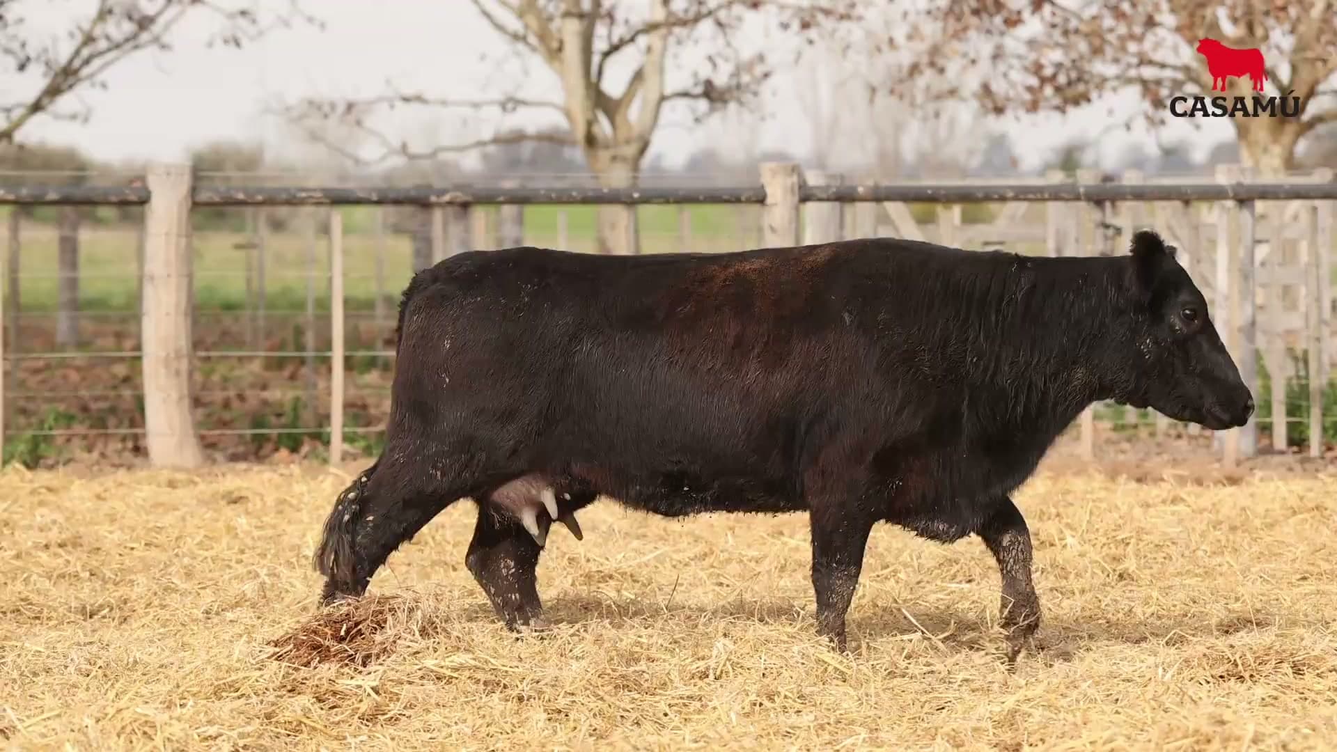 Vaca RP H189 · Lote 74