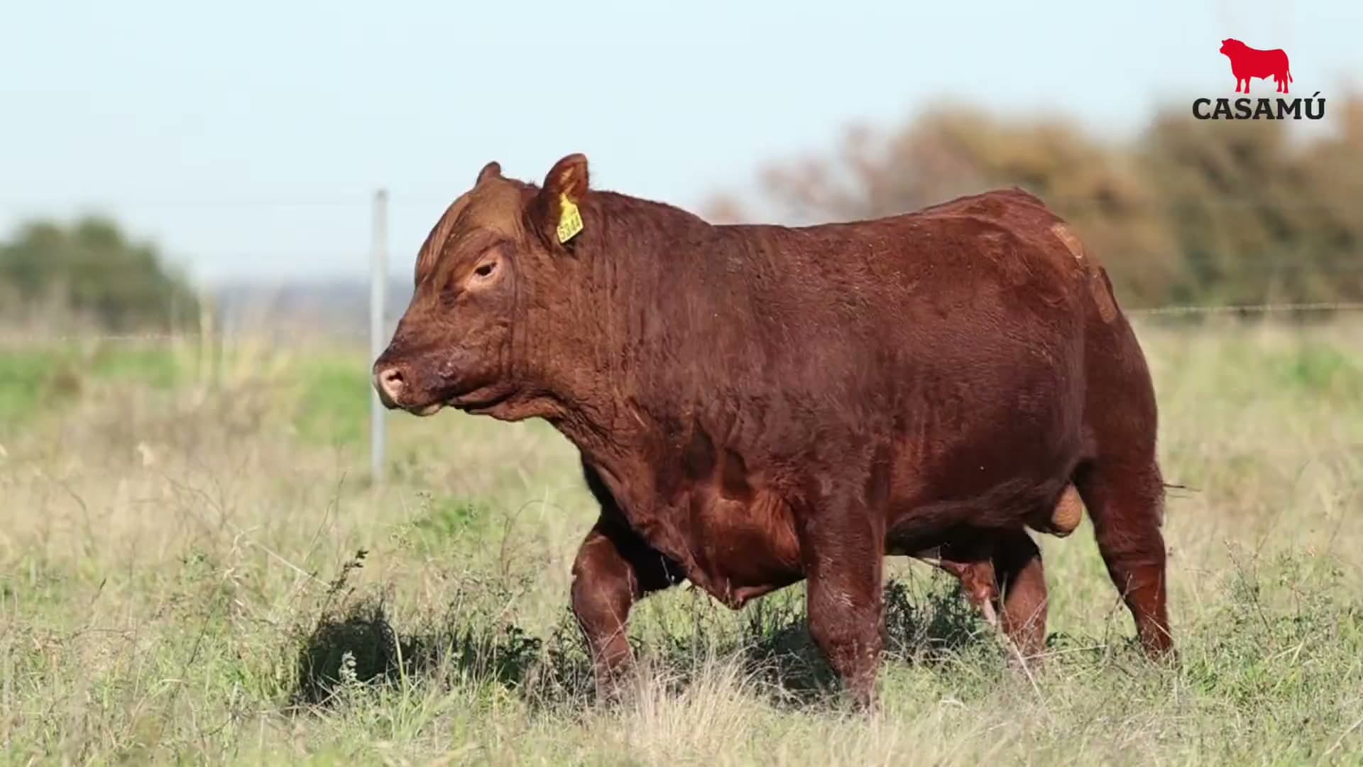 Toro RP 5344 · Lote 22