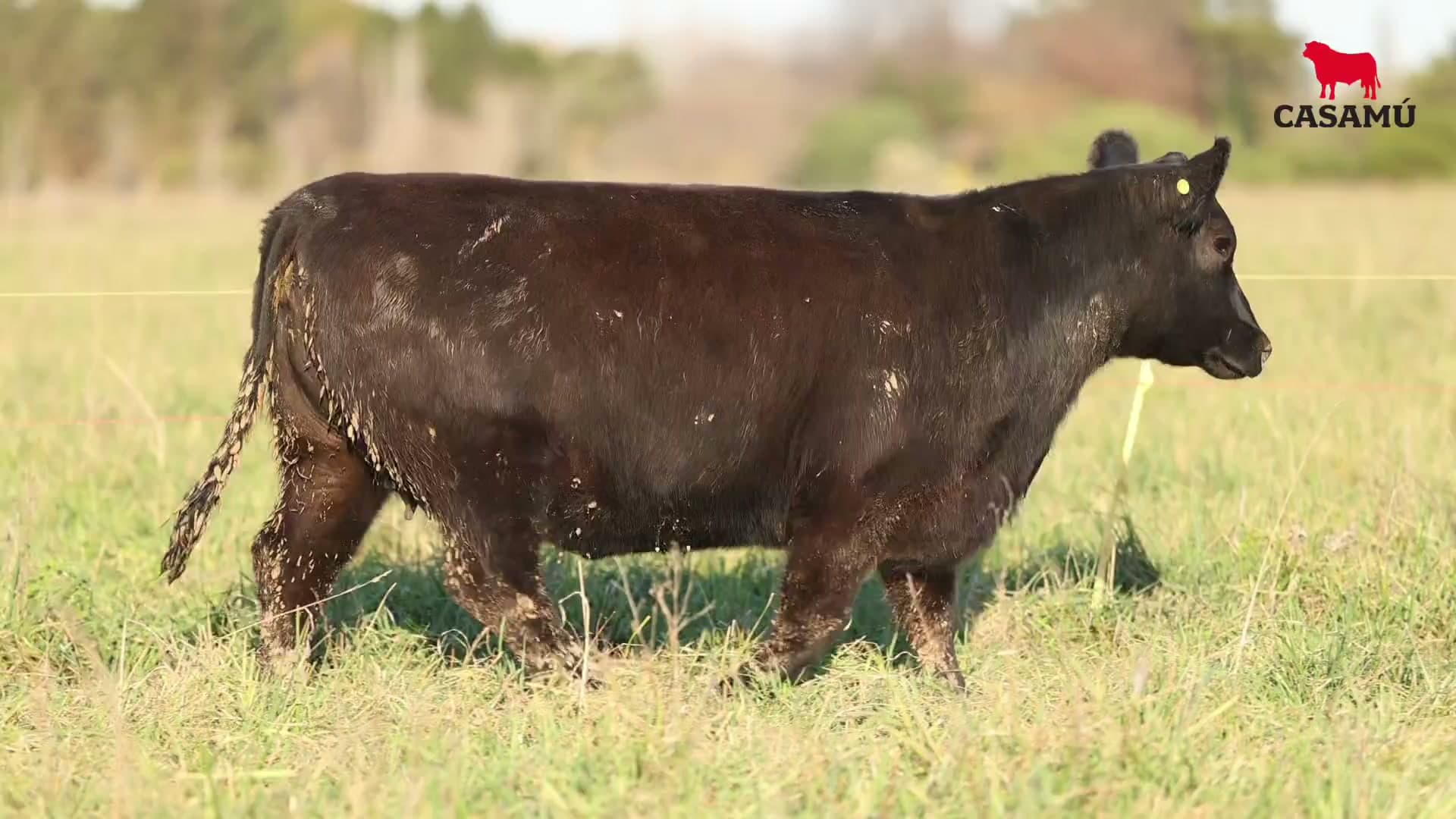 Vaquillona RP 5369 · Lote 55