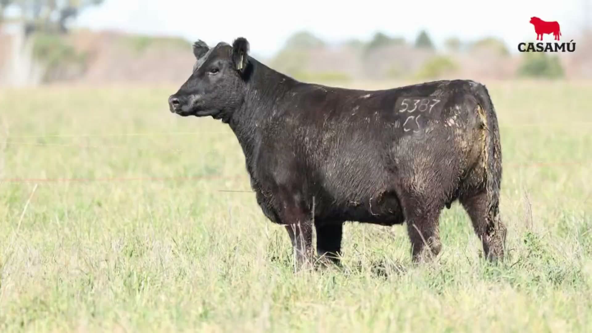 Vaquillona RP 5387 · Lote 56