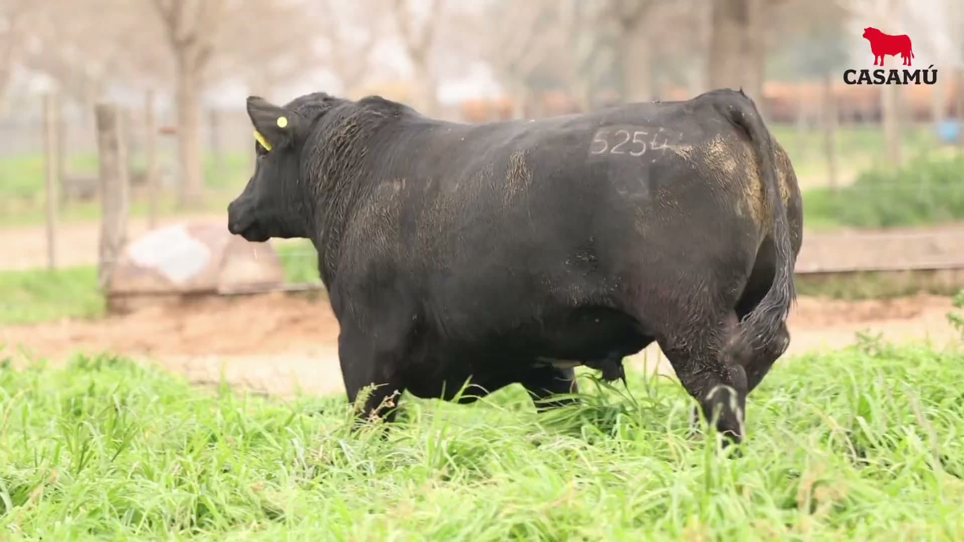 Toro RP 5254 · Lote 41