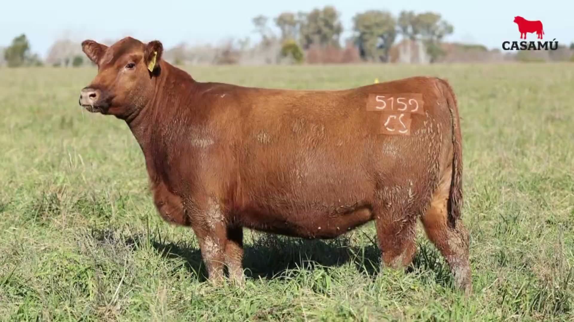 Vaquillona RP 5159 · Lote 48