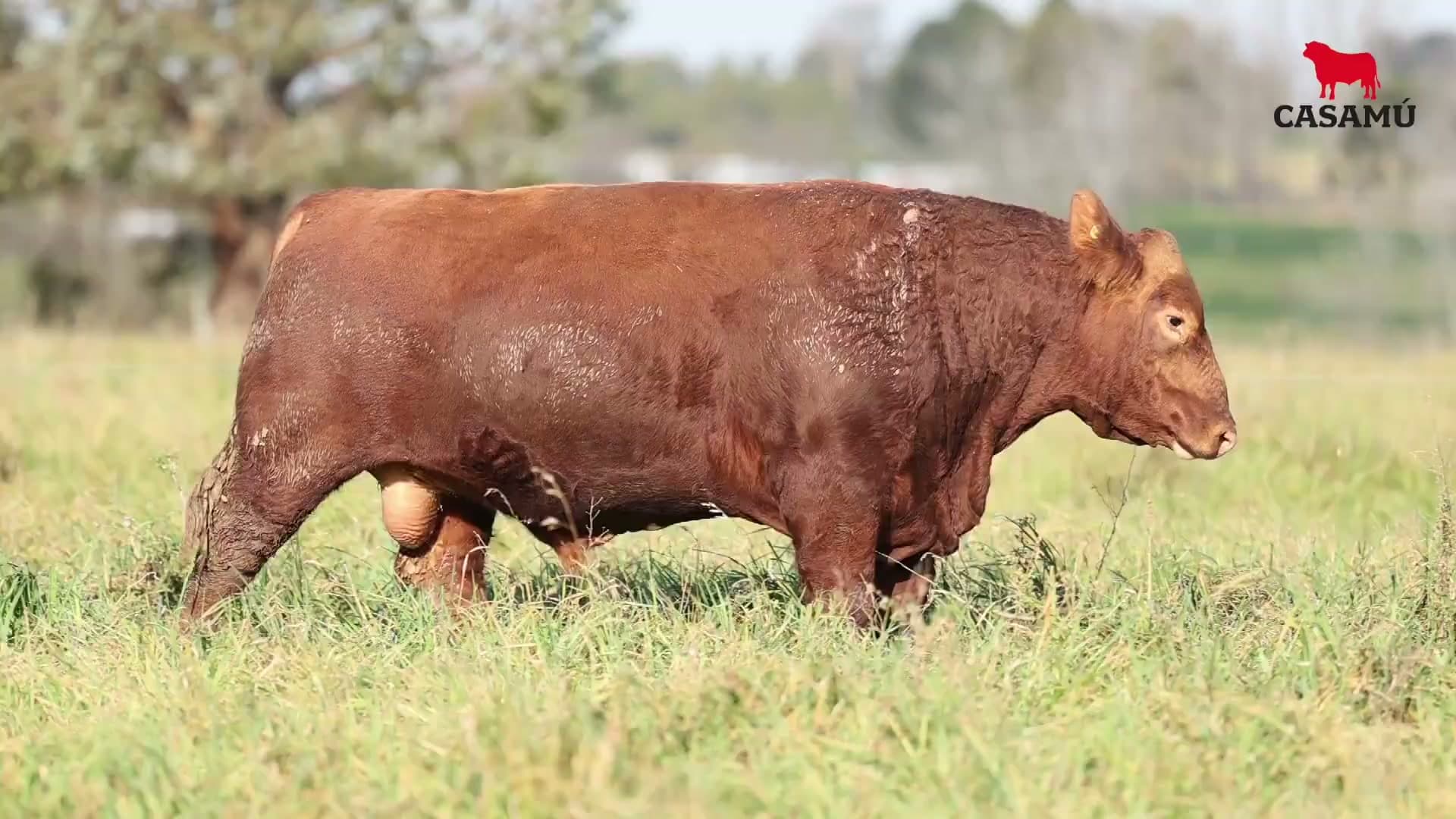 Toro RP 5168 · Lote 15