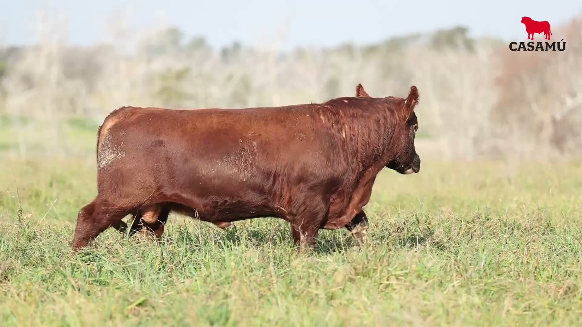 Toro RP 5348 · Lote 24