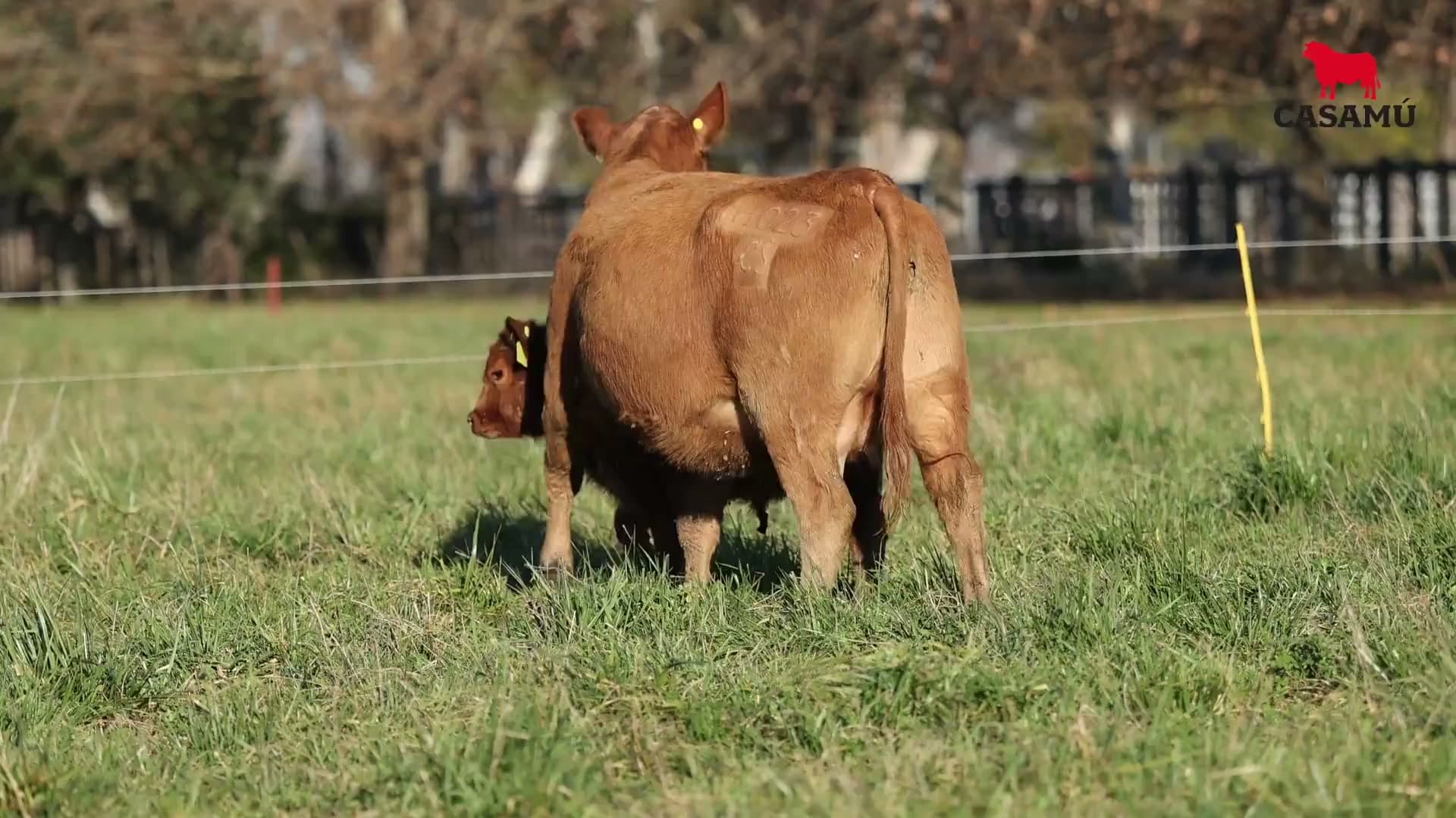 Vaca RP H023 · Lote 73