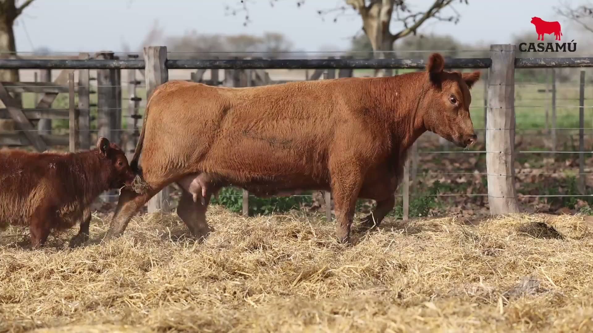 Vaca RP G779 · Lote 69