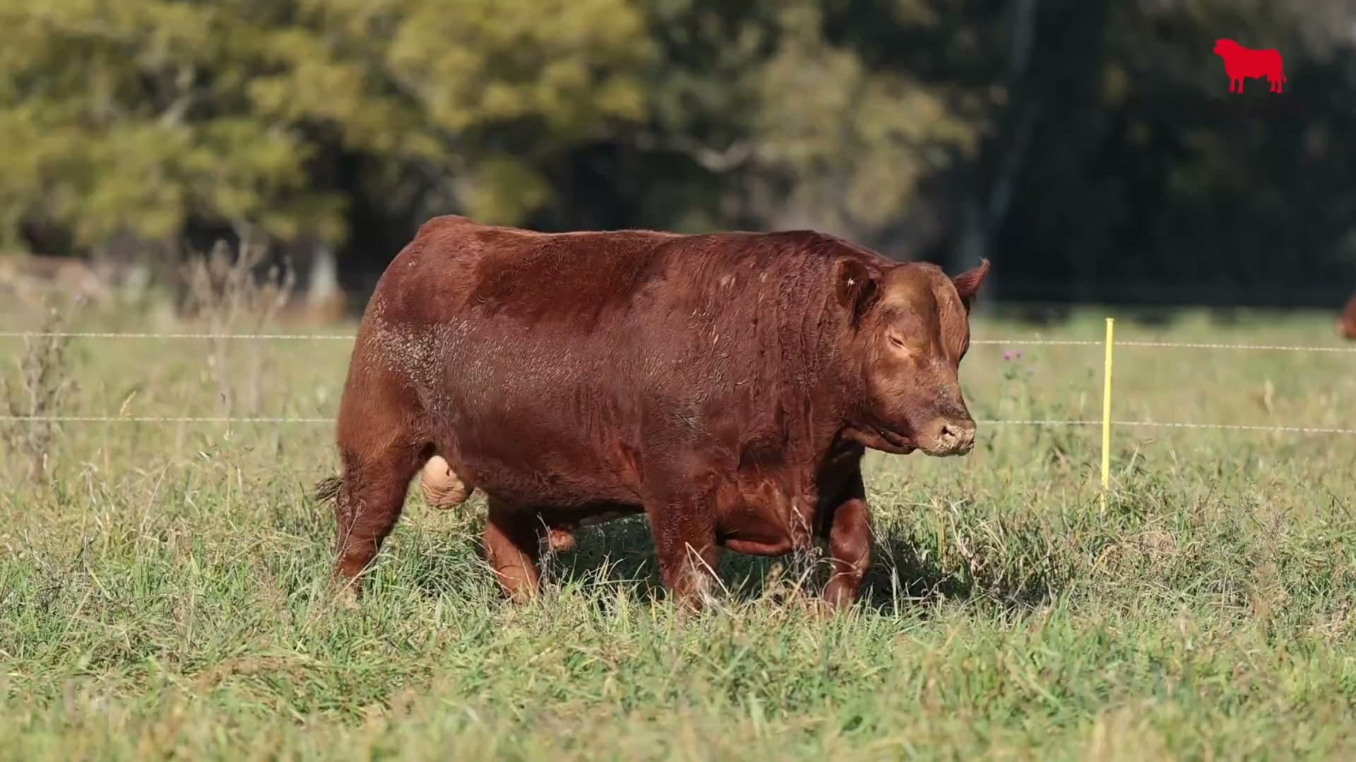 Toro RP 5194 · Lote 5