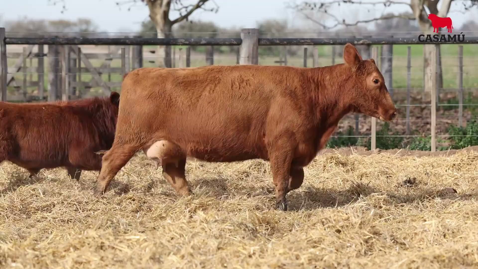 Vaca RP H295 · Lote 72