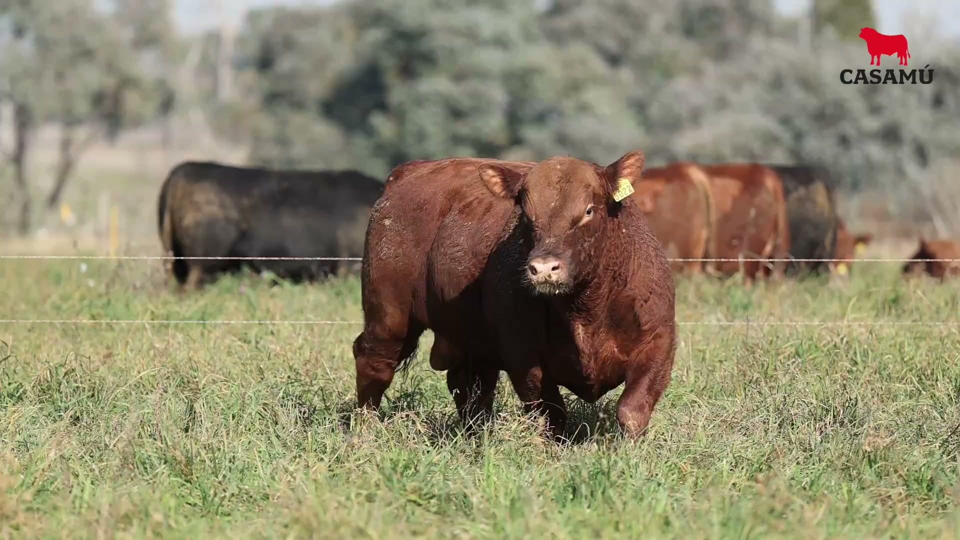Toro RP 5022 · Lote 12