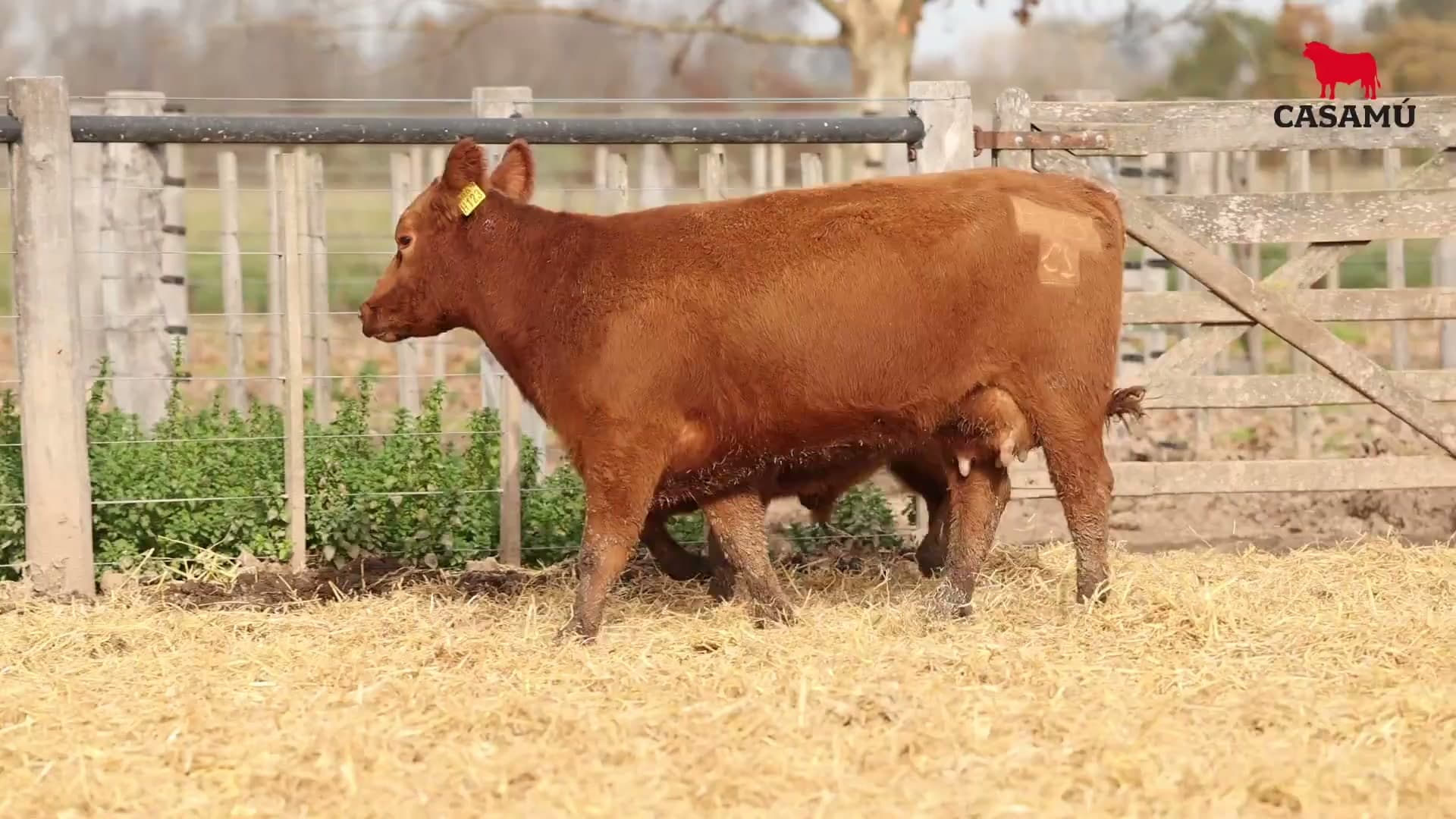 Vaca RP H123 · Lote 69