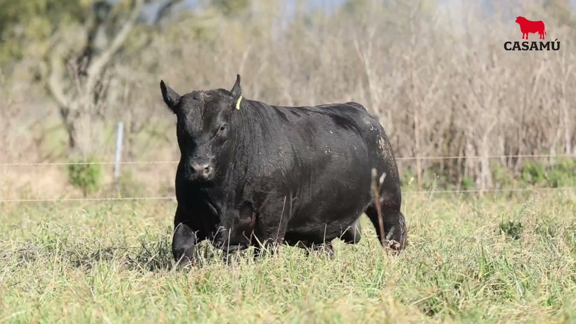 Toro RP 5316 · Lote 2