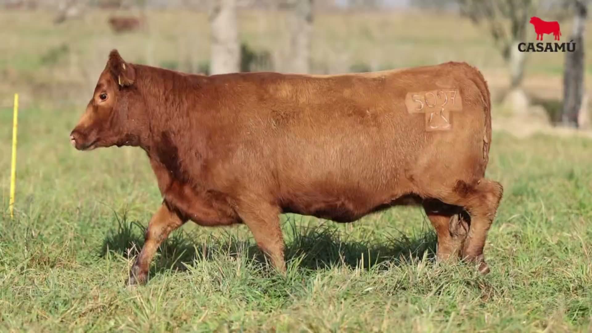 Vaquillona RP 5097 · Lote 52