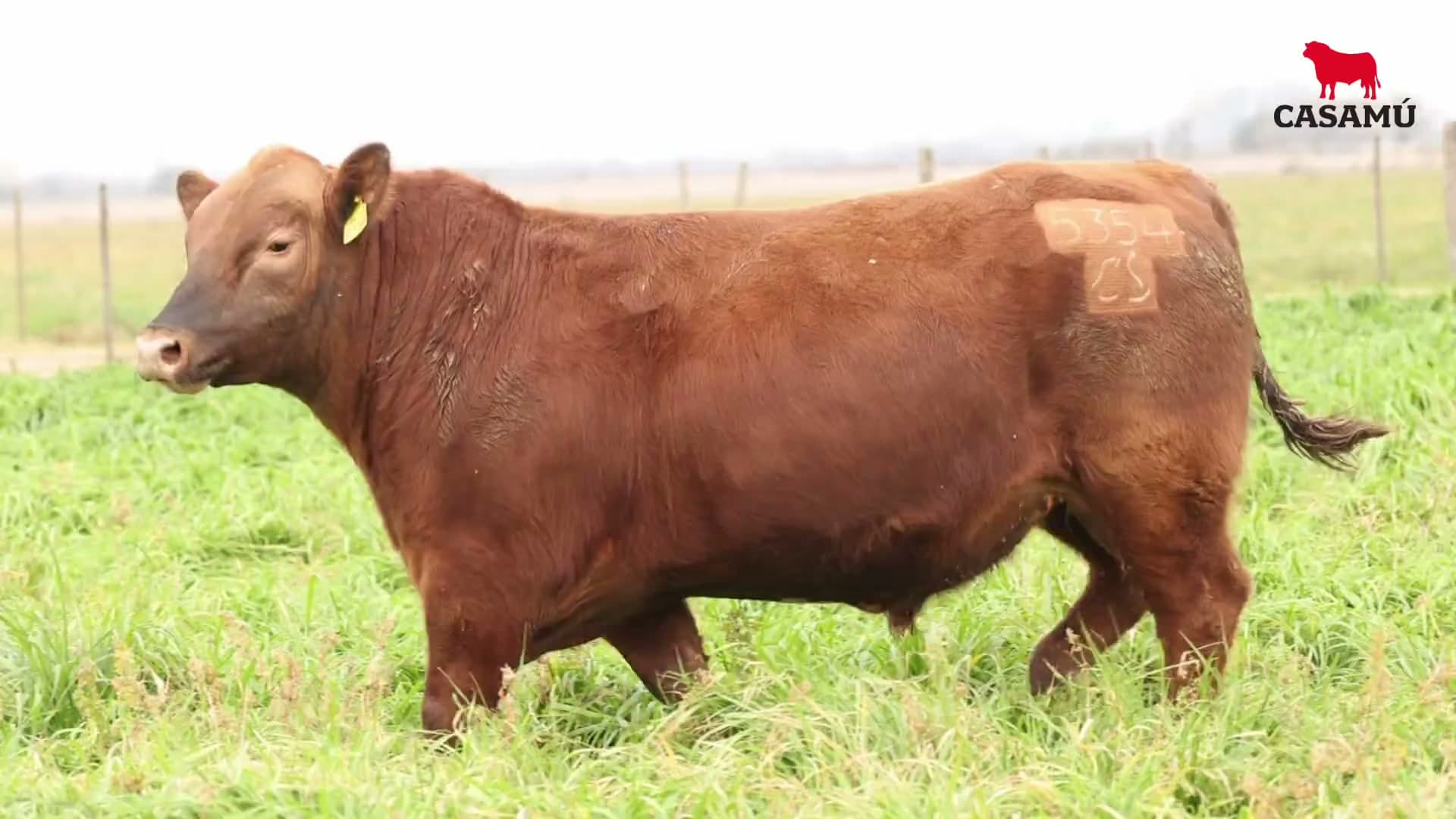Toro RP 5354 · Lote 25