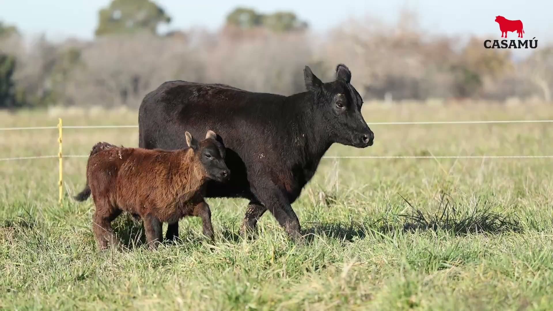 Vaca RP G843 · Lote 75