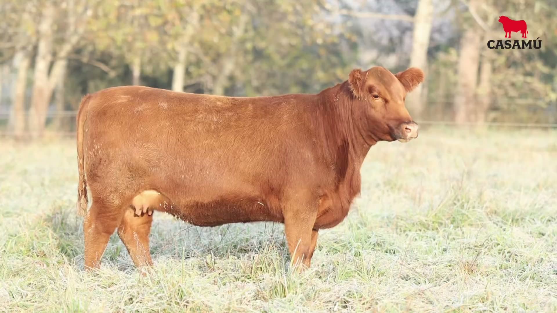 Vaquillona RP 5427 · Lote 50