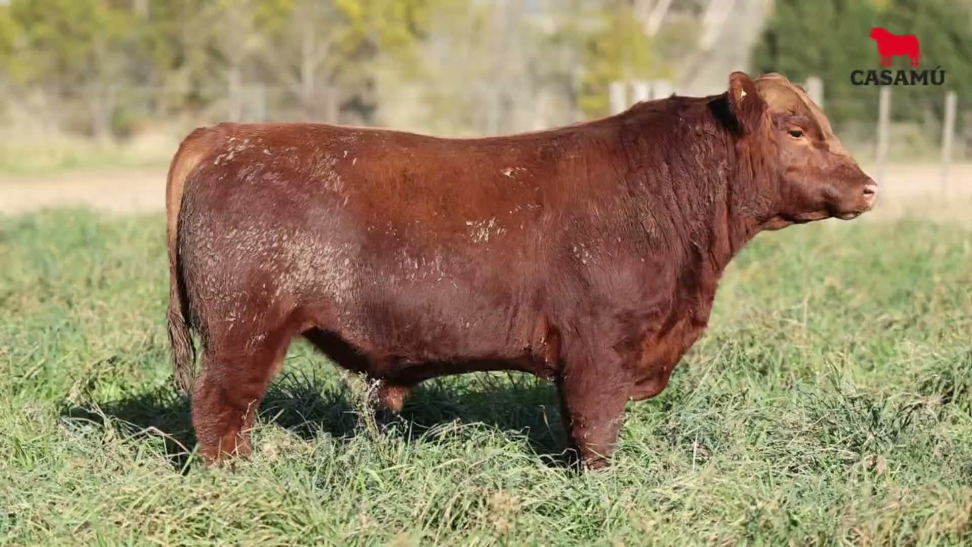 Toro RP 5150 · Lote 36