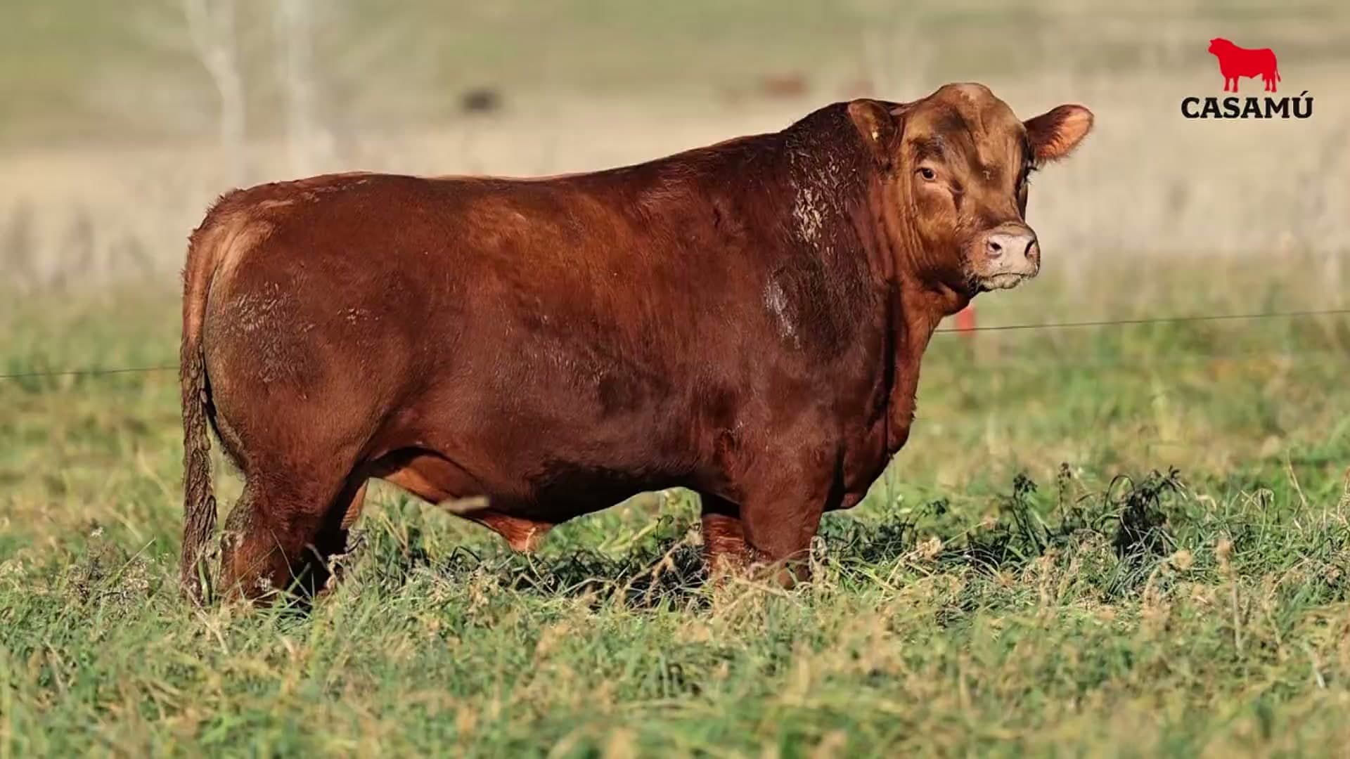 Toro RP 5436 · Lote 43