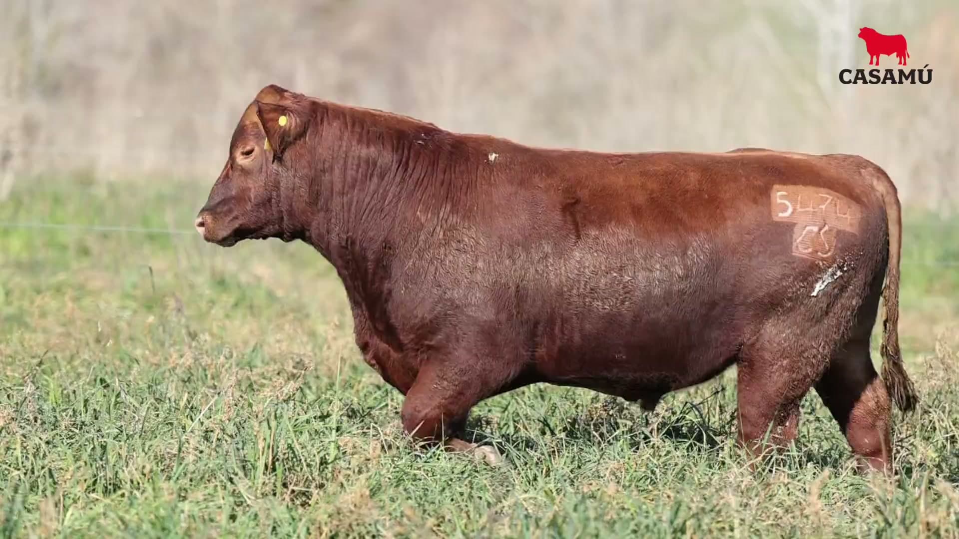 Toro RP 5474 · Lote 33