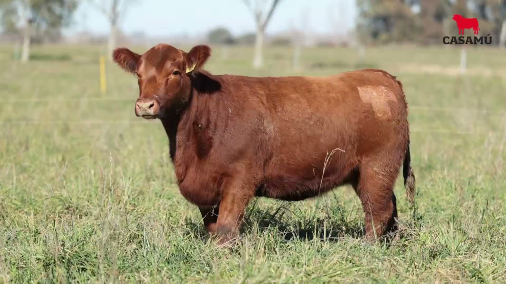 Vaquillona RP 5435 · Lote 51