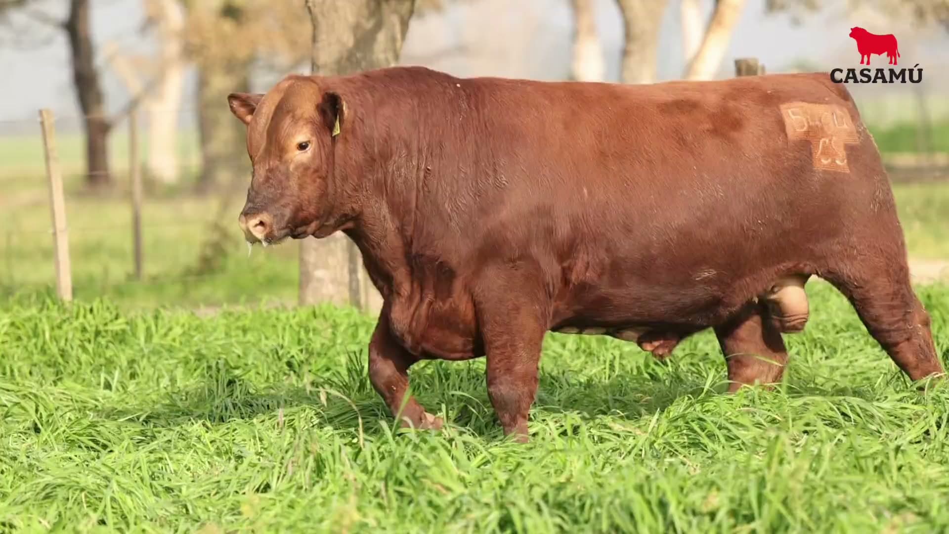 Toro RP 5464 · Lote 26