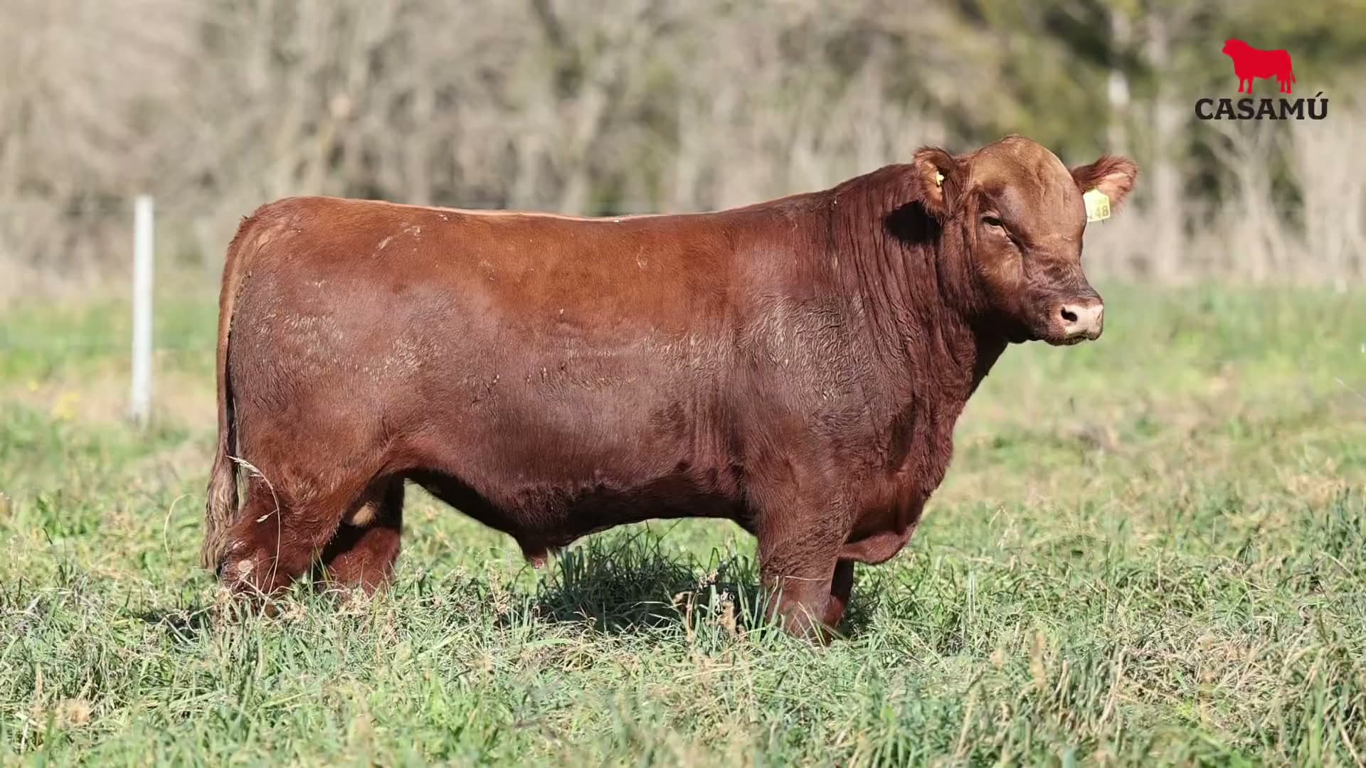 Toro RP 5148 · Lote 20
