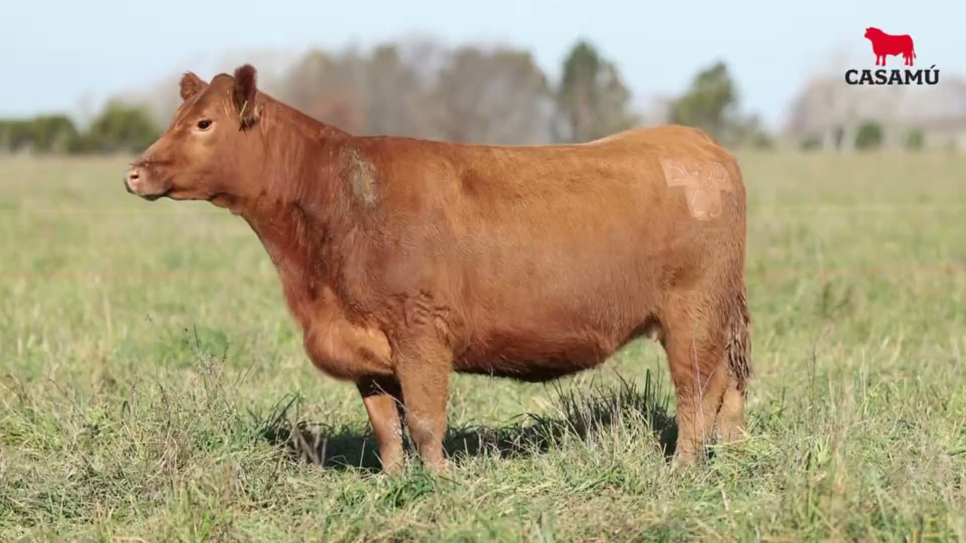 Vaquillona RP 5493 · Lote 60