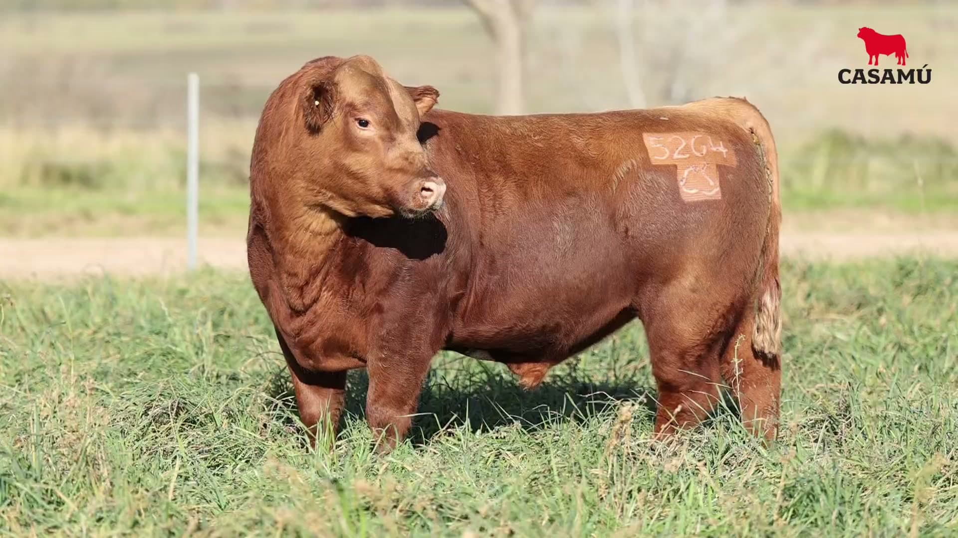 Toro RP 5264 · Lote 35