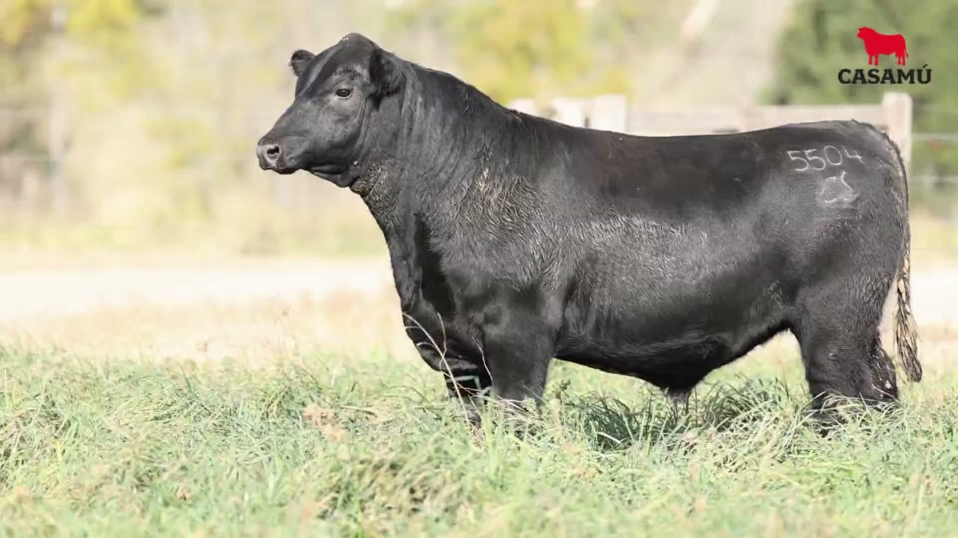 Toro RP 5504 · Lote 37