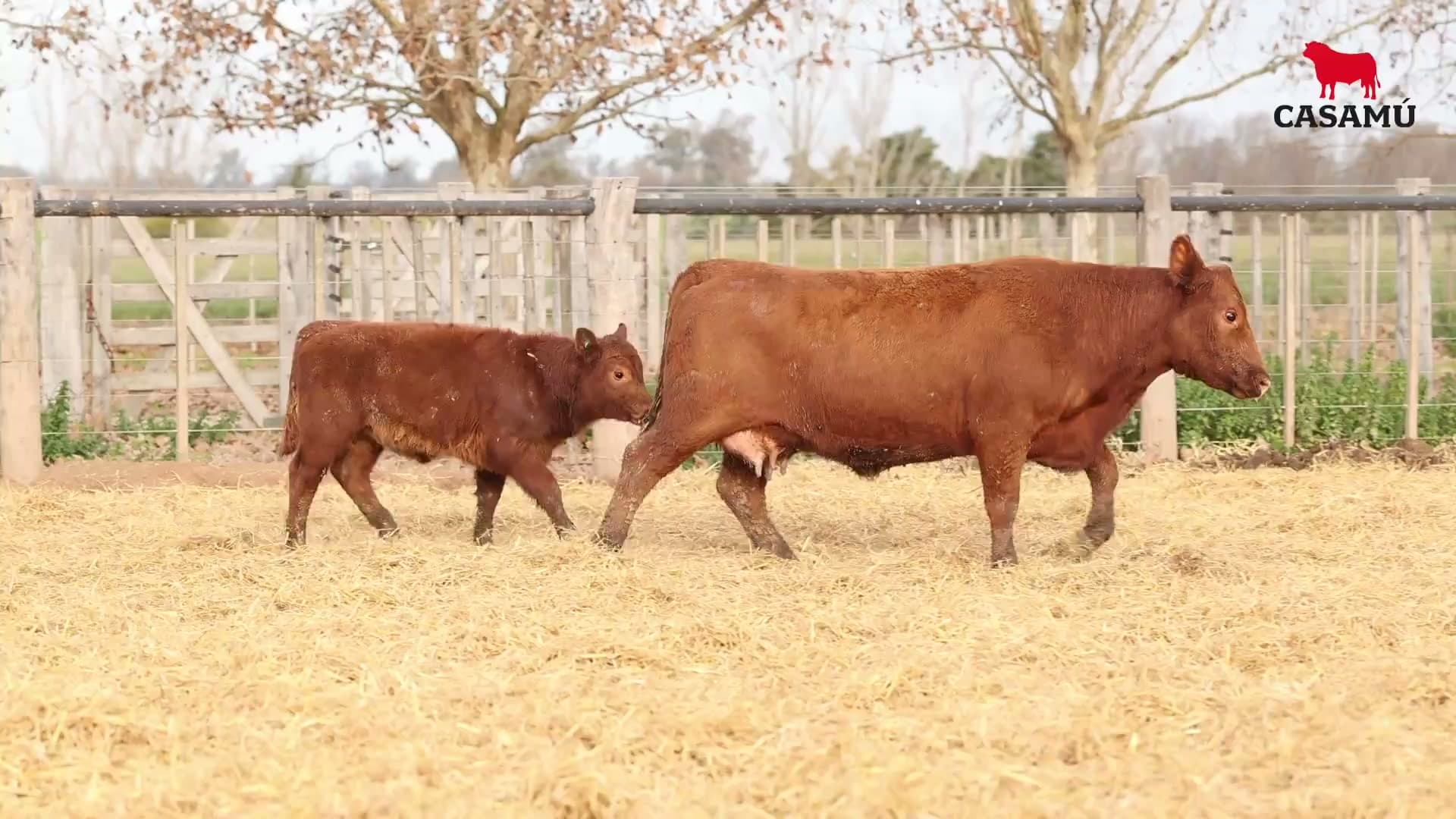 Vaca RP H031 · Lote 68