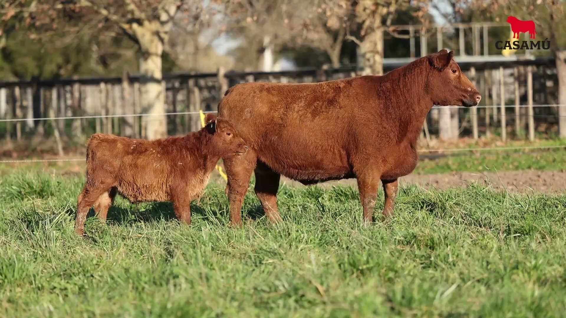 Vaca RP H247 · Lote 71