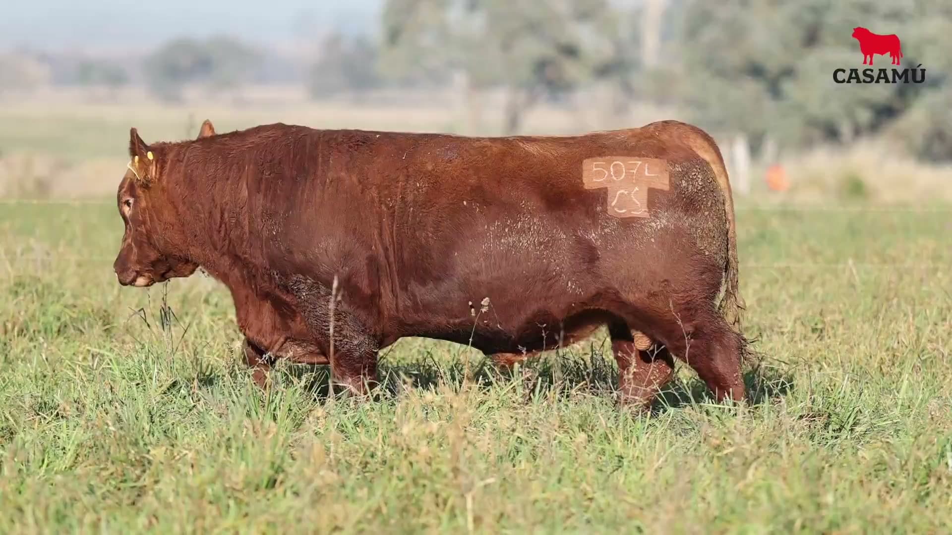 Toro RP 5074 · Lote 4