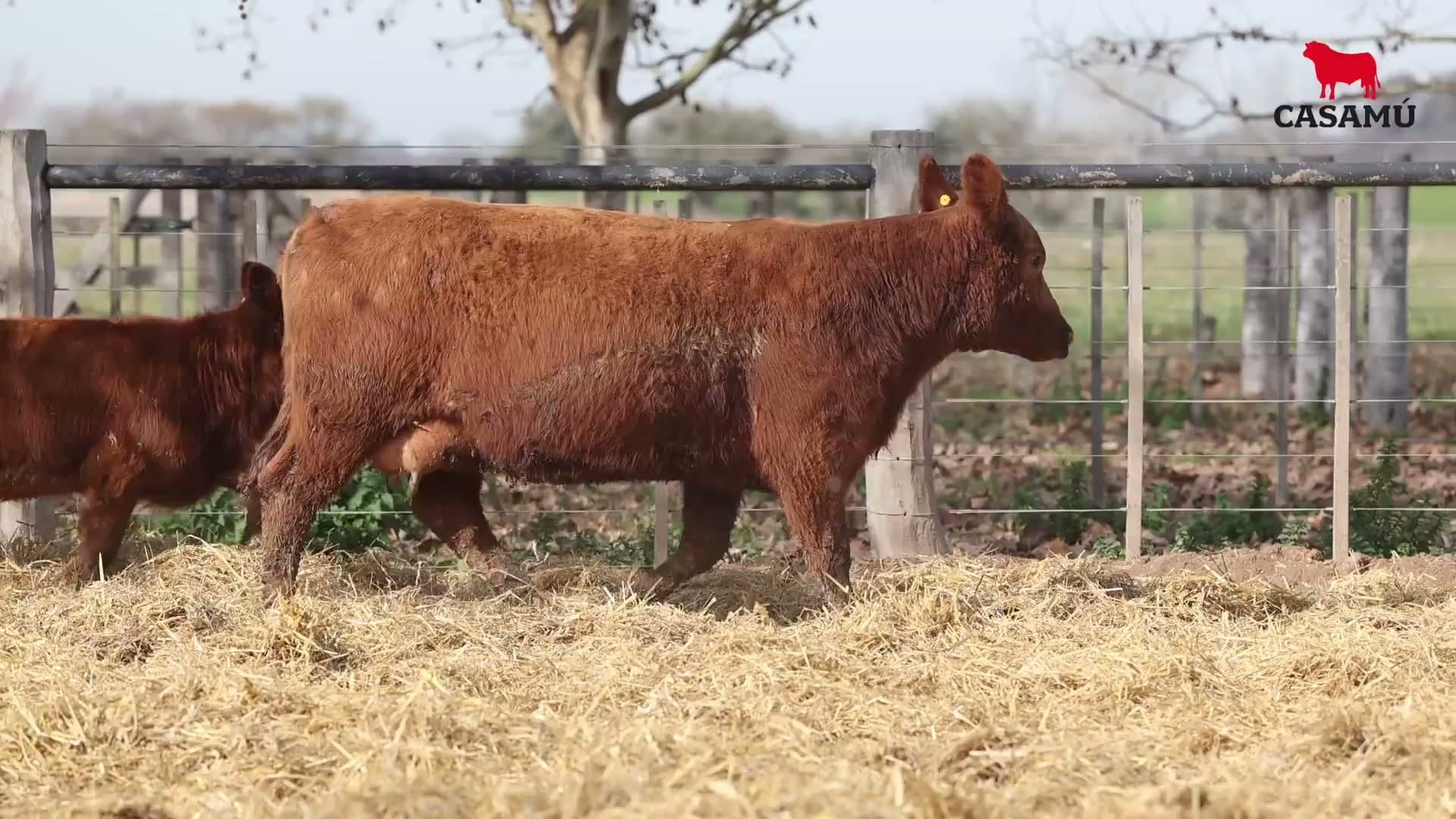 Vaca RP H205 · Lote 69