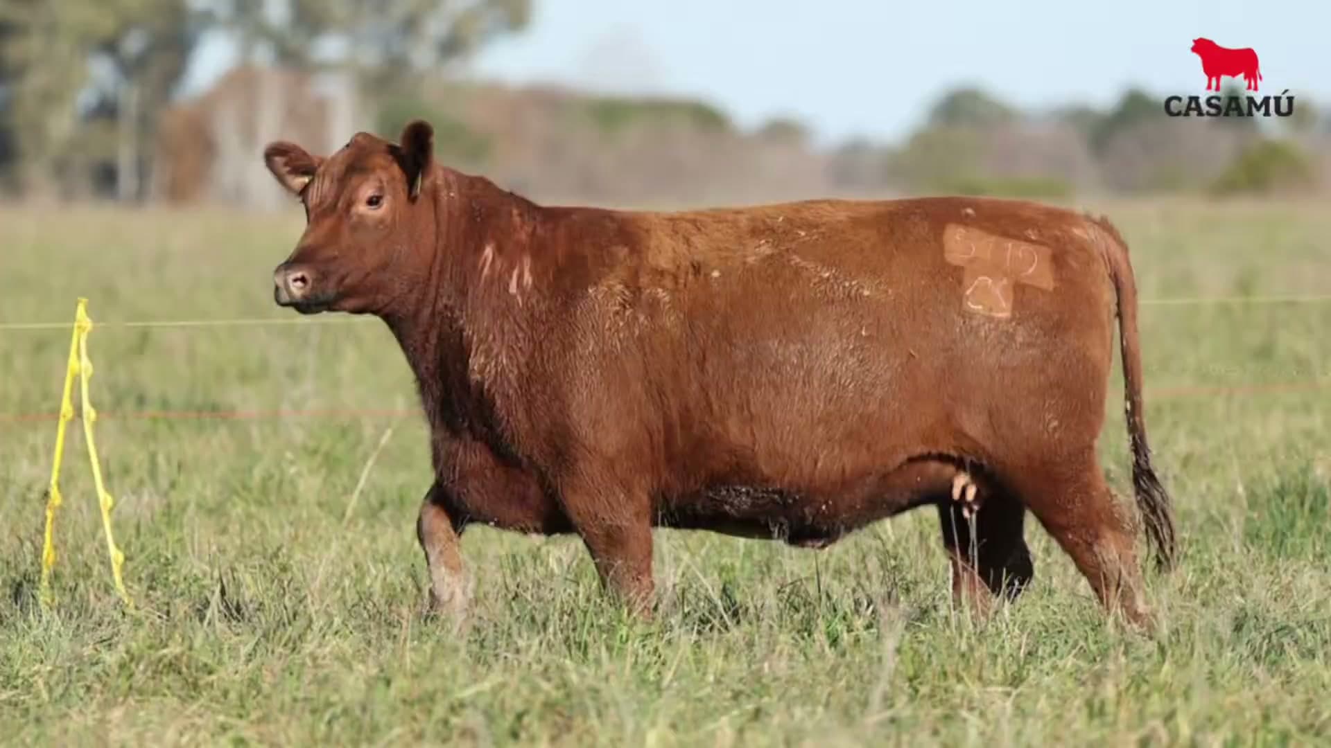 Vaquillona RP 5119 · Lote 50