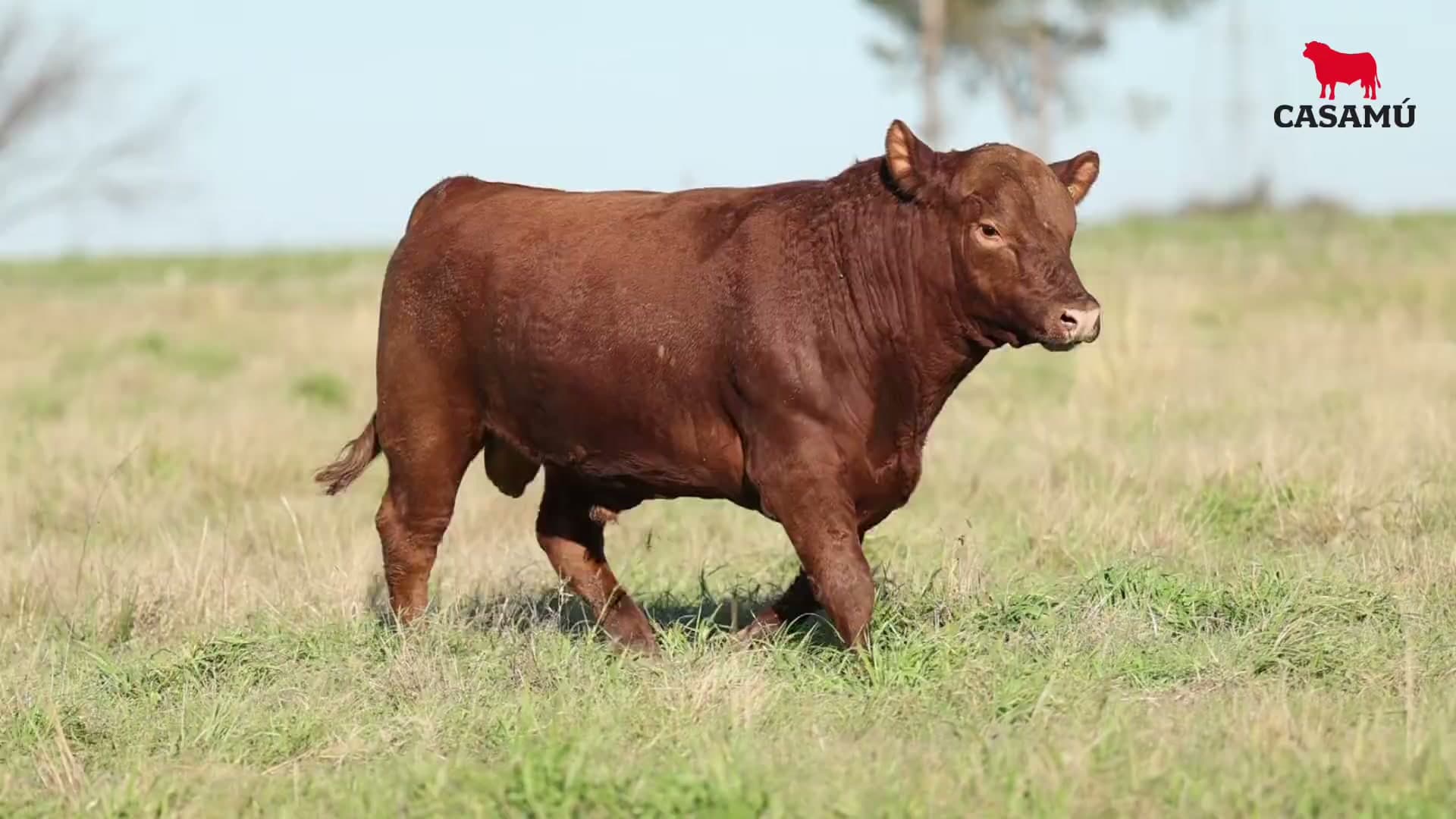 Toro RP 5420 · Lote 28