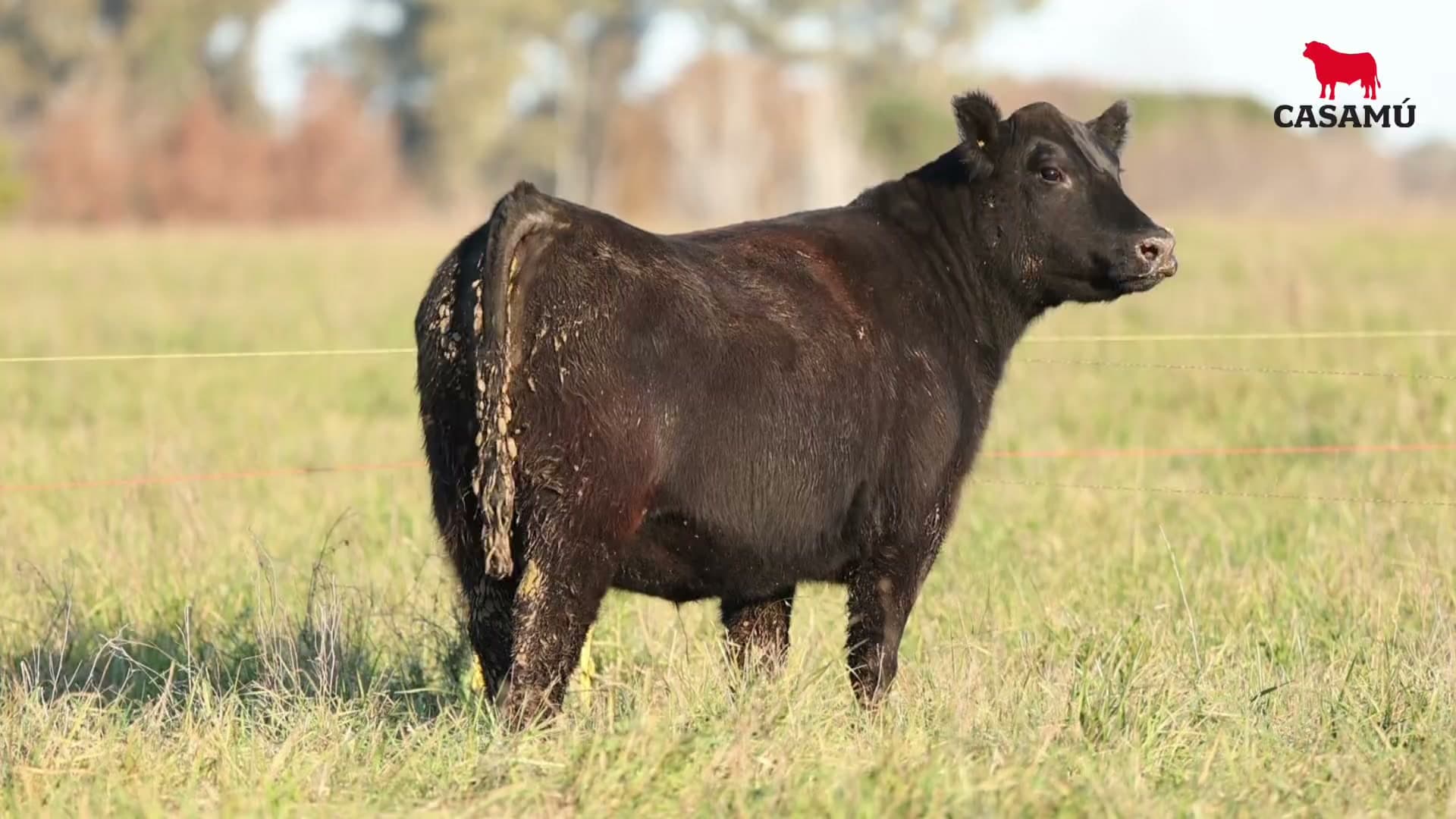 Vaquillona RP 5289 · Lote 61