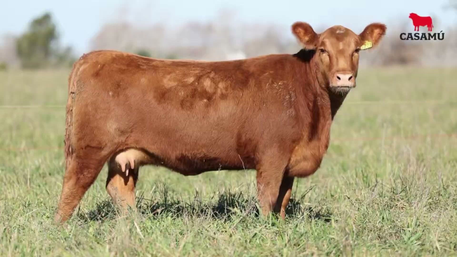 Vaquillona RP 5273 · Lote 57